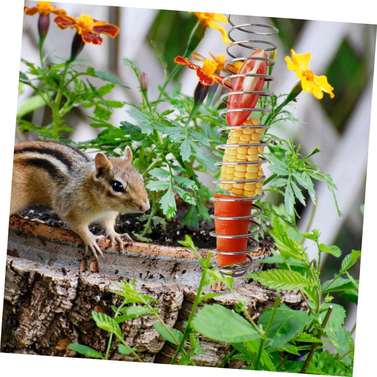 Squirrel Feeder for Outdoors Sturdy Corn Holder Stainless Steel Base Bird and Squirrel Food Feeder for Backyard Wildlife
