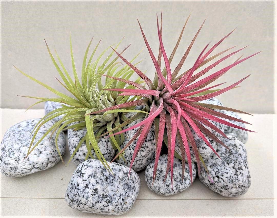 Tillandsia Air Plant Duo 1x Red Ionantha 1x Green Ionantha for Terrarium Vivarium, Office Plant, houseplant