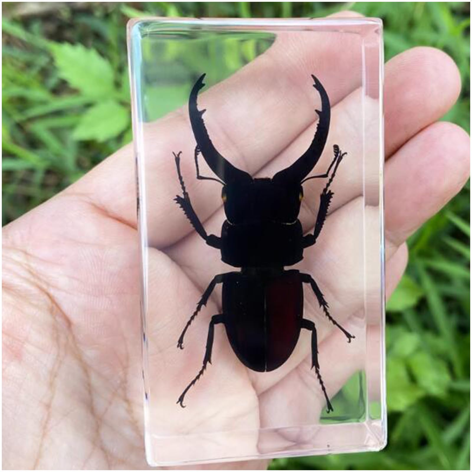Véritable cerf-Volant spécimens Presse-papiers résine spécimen d'insectes naturels Collection pour Les Enfants Divers préservés en résine Science Classe spécimens