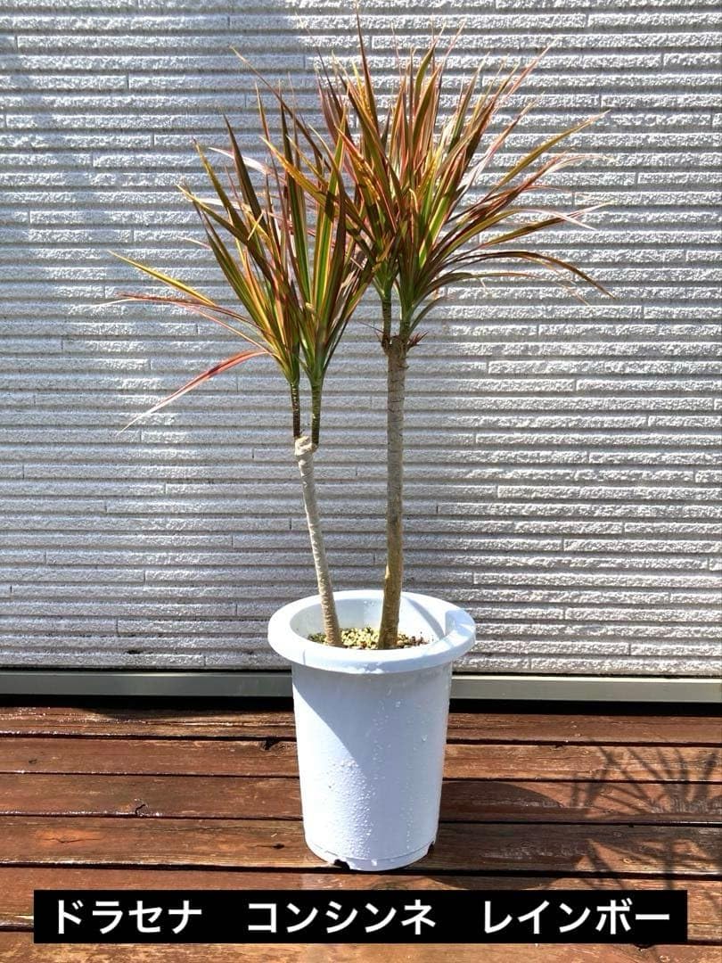 Amazon｜ドラセナ コンシンネ レインボー 特大 2本植え 約80㎝ 7号 鉢