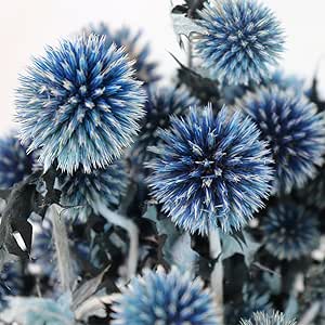 Getrocknete Amaranthus Blumen 61cm - Natürliche Hängeblumen Für Deko