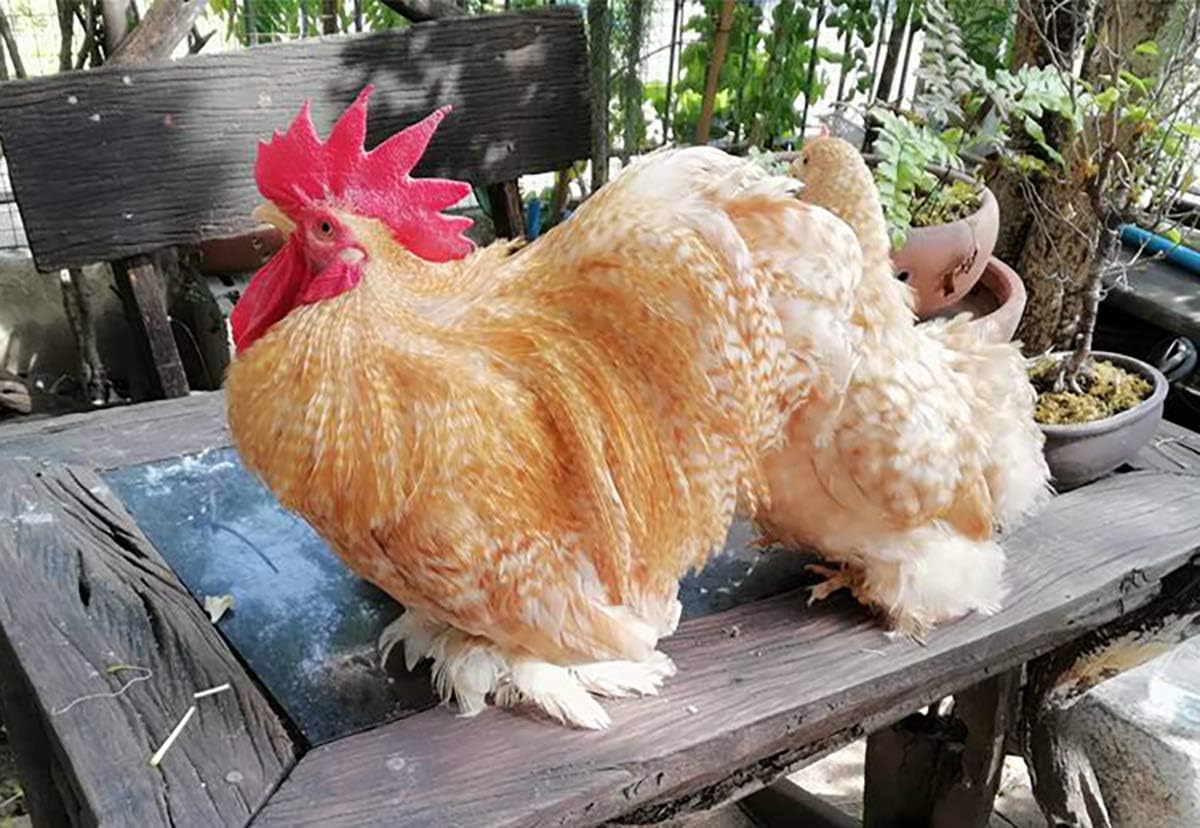 Thunder Rooster Booster Faster X3 New Formula 90 Capsules Whey Protein Vitamins Health Supplement Capsules Mixed Nourishing Chicken for Big Muscle & Mass Gain, Breeding, Healthy, Strong, Hen Feed