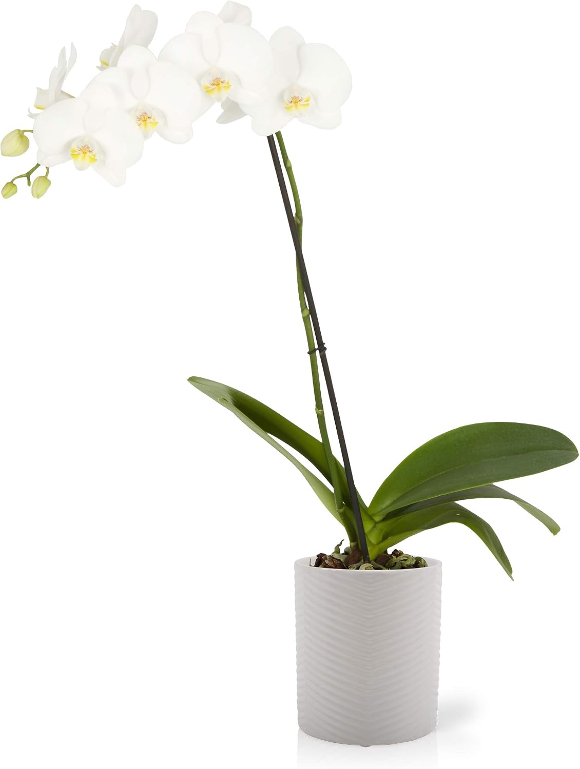 Color Orchids 1 Live Blooming Single Stem Phalaenopsis Orchid Plant in Ceramic Pot, 20"-24" Tall, White Blooms