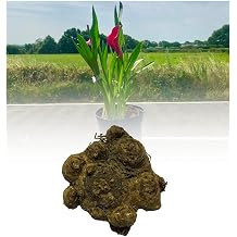 10 Zantedeschia Pink Giant Calla Arum Lily Bulbs/Rhizomes Size 20/22 Summer Flowering Perennial