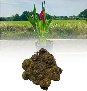 10 Zantedeschia Pink Giant Calla (Arum) Lily Bulbs/Rhizomes Size 20/22 ...