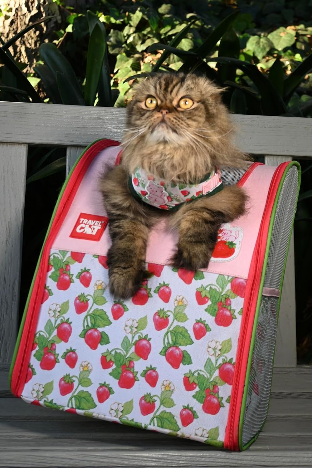 Travel Cat Set di pettorina e guinzaglio con motivo fragole, regolabile, in rete, con cinghia riflettente, per gatti, gattini, per attività all'aperto (torta alla fragola, grande)