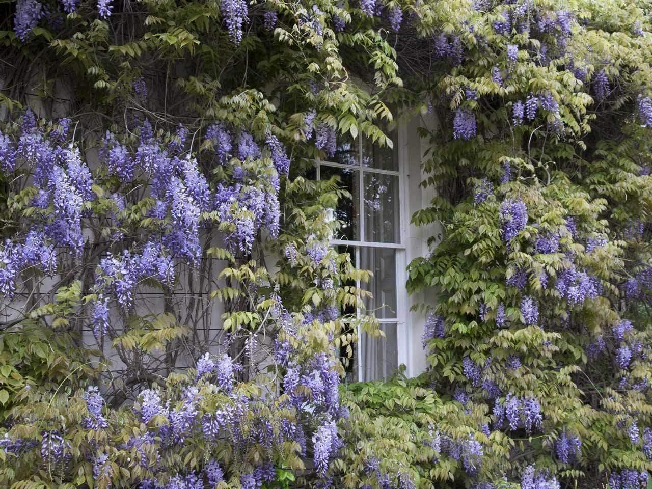 2 Blue Flowering Chinese Wisteria Vines - 6-12" Tall Live Plants - Wisteria Seedlings - Wisteria sinensis - (2 Pack)