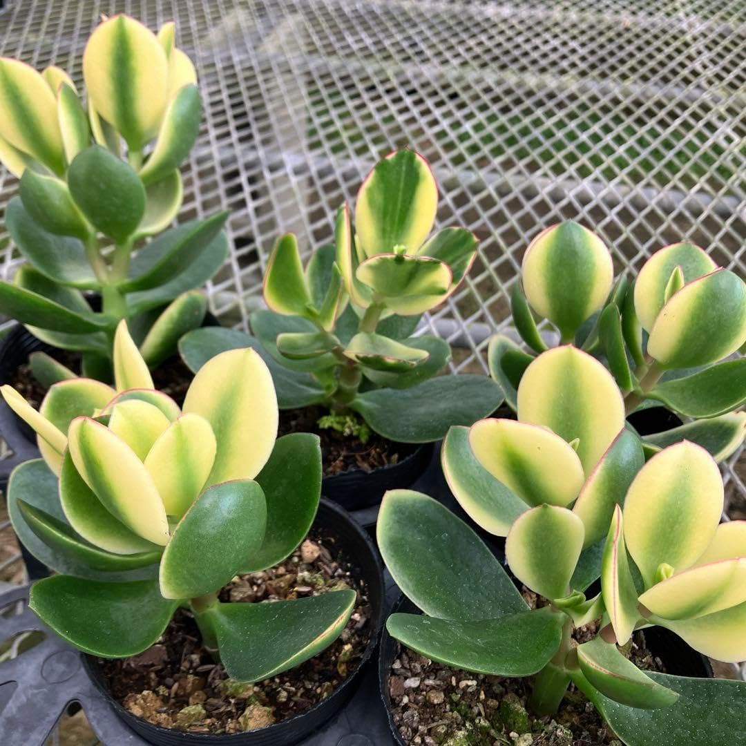 多肉植物 花月斑入り 金のなる木 金のなる木 花月錦