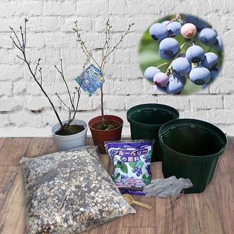 Amazon はじめての ブルーベリー栽培セット 寒冷地向け これさえあれば全部そろってる ブルーベリー 苗 苗木2株 植替え用鉢 2つ 当店独自配合用土 ブルーベリー用肥料 計量スプーン ビニール手袋 計8点 ブルーベリー 苗 苗木 初心者 ギフト 用土 Diy Amazon はじめての ブルーベリー栽培セット 寒冷地向け これさえあれば全部そろってる ブルーベリー 苗 苗木2株 植替え用鉢 2つ 当店独自配合用土 ブルーベリー用肥料 計量スプーン ビニール手袋 計8点 ブルーベリー 苗 苗木 初心者 ギフト 用土 Diy