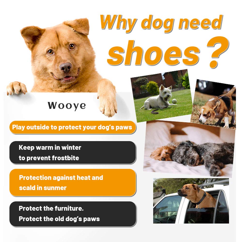 Does My Dog Need Shoes