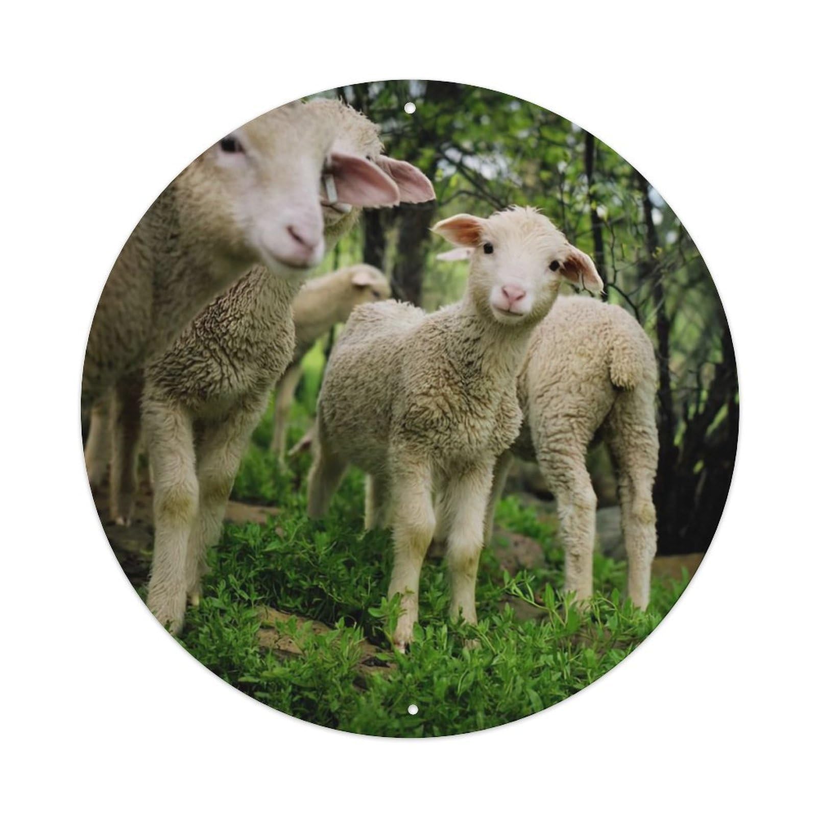 Animal Herds of Merino Sheep Vintage Metal Tin Sign Plaque Wall Decor for Cafe, Club Bar, Office, Garden Metal Poster 8x8Inch