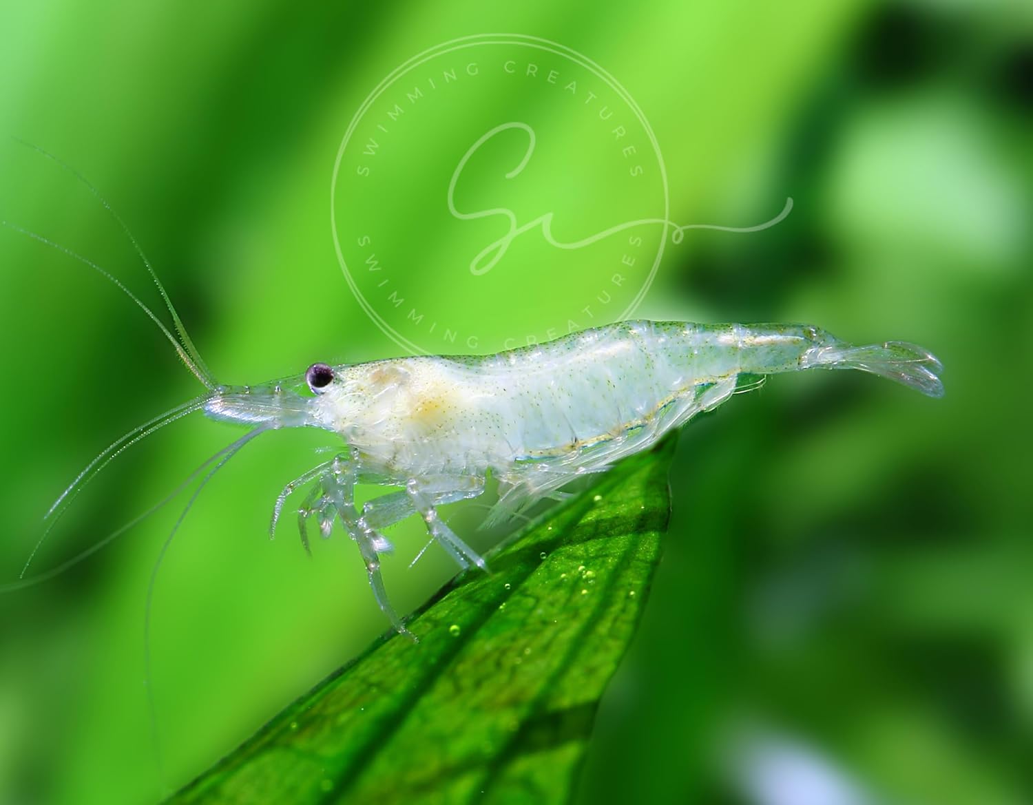 Live Aquarium Shrimp - Premium Neocaridina & Caridina