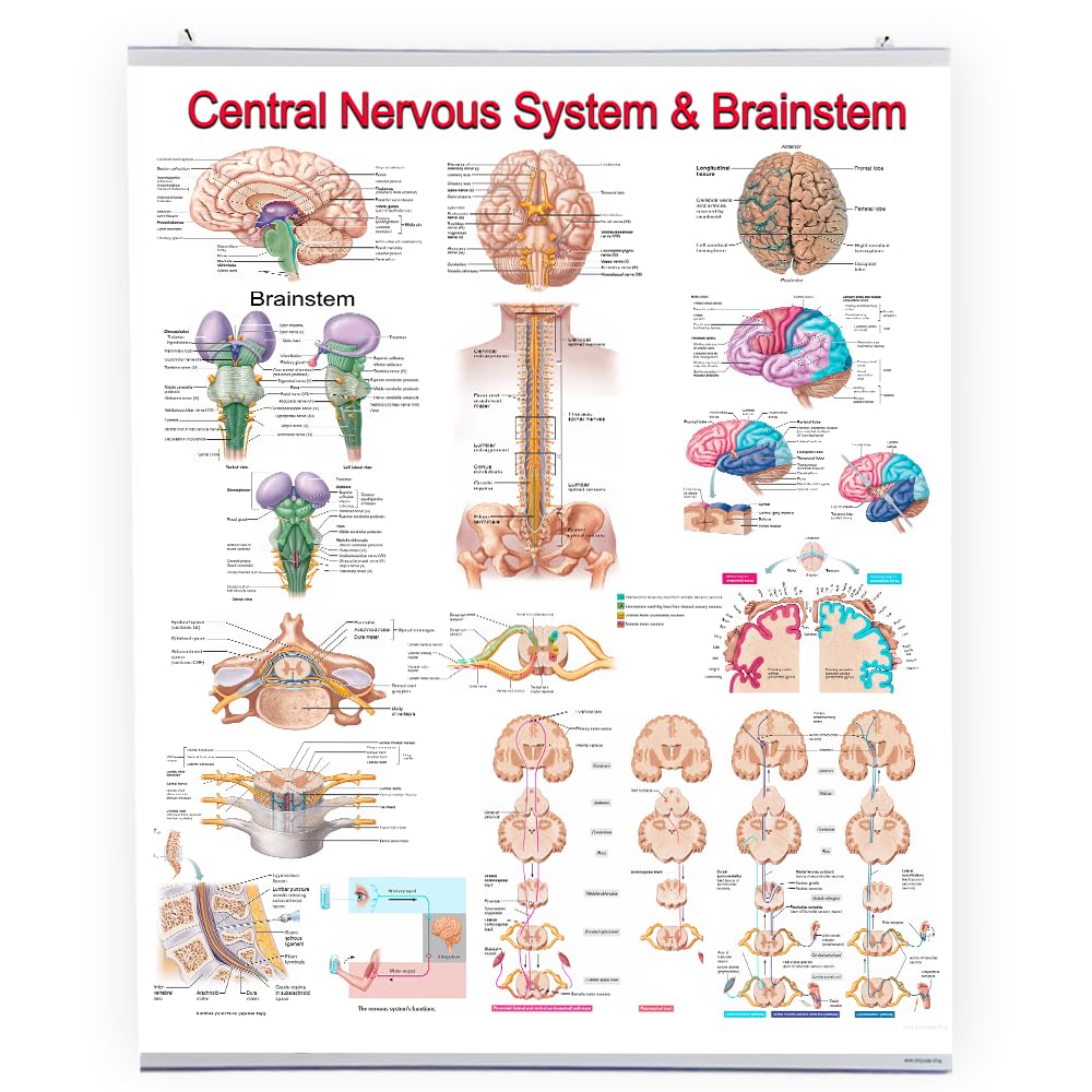 Zentrales Nervensystem und Hirnstamm Medizinisches Lehrposter 100x80 cm