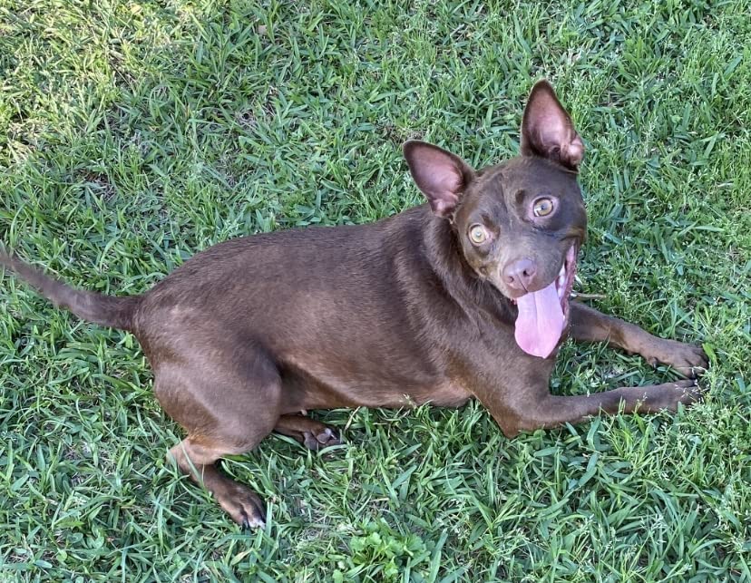 IAMS Proactive Health Minichunks Adult Dry Dog Food with Real Chicken, 30 lb. Bag photo review