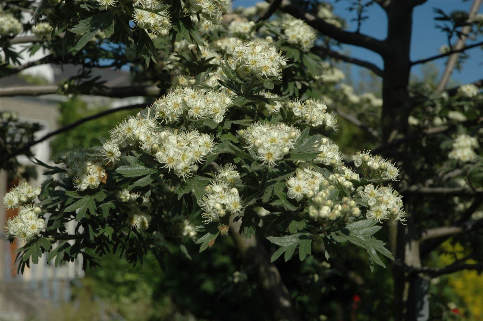 Weißdorn Crataegus monogyna 100-150 cm Heckenpflanze winterhart