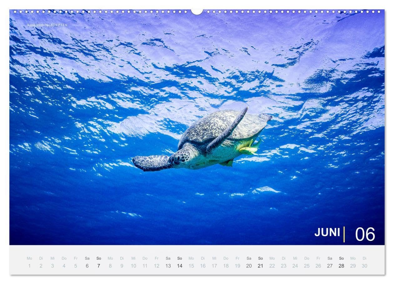 Einfach Tauchen - Wunderbare Tauchplätze und Korallenriffe (Wandkalender 2026 DIN A2 quer), CALVENDO Monatskalender: Farbenfrohe Unterwasserfotos der beliebtesten Reisezielen für Taucher.