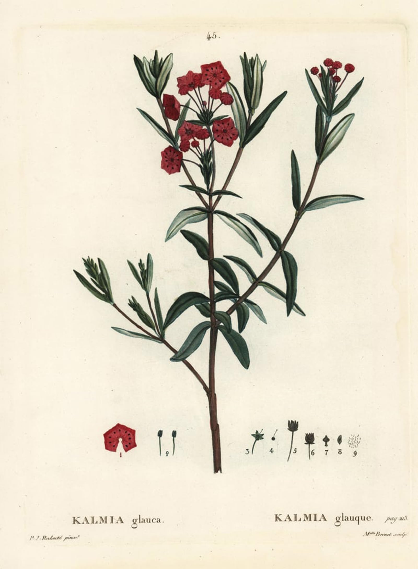 ARTXLXXBN Famous Print Painting Colorful Art Print Bog laurel Kalmia polifolia by Pierre Redouté Canvas Art Decorations for Home Decor 60x90cm