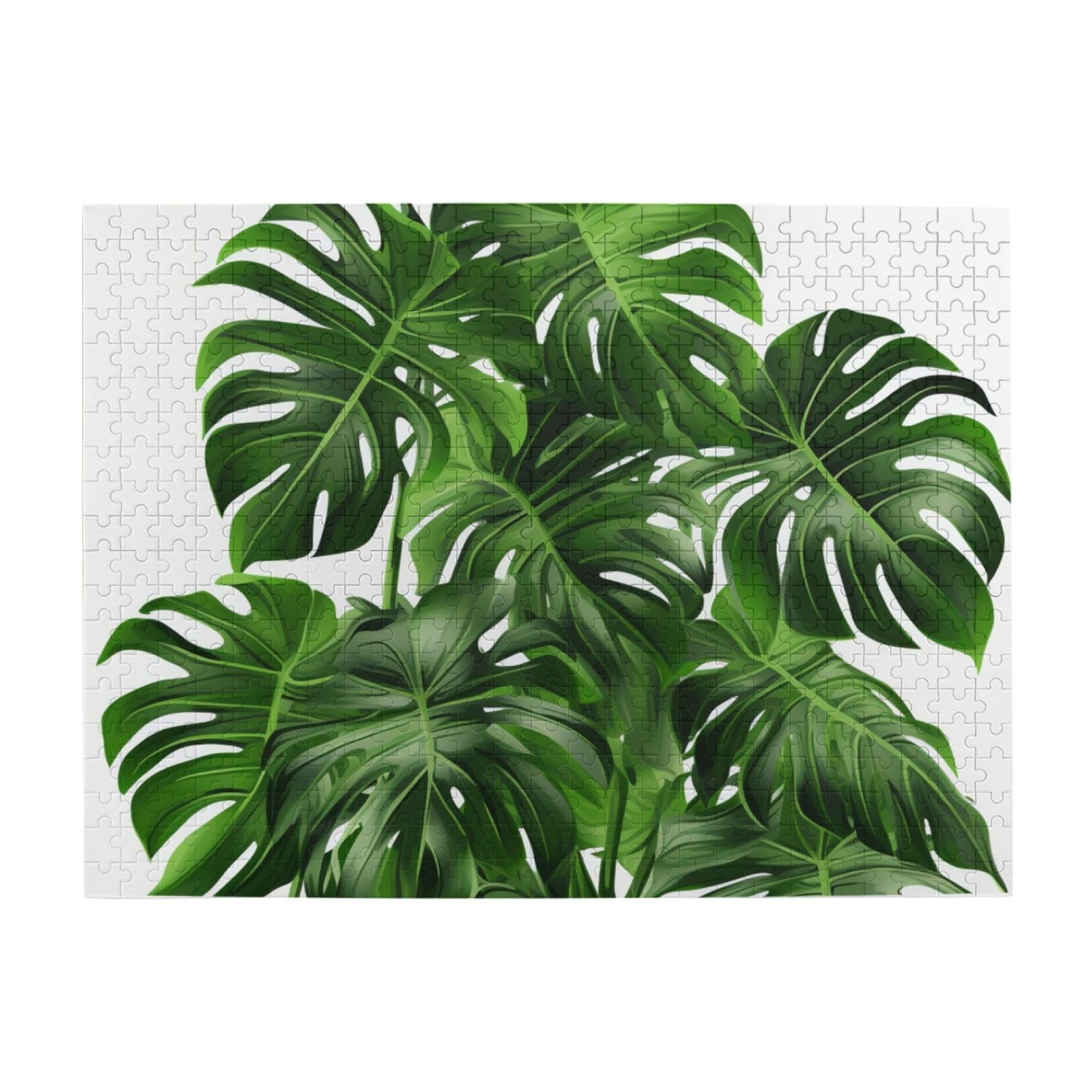 philodendron congo rojo Philodendron Congo Rojo (Philodendron Tatei) main image 0