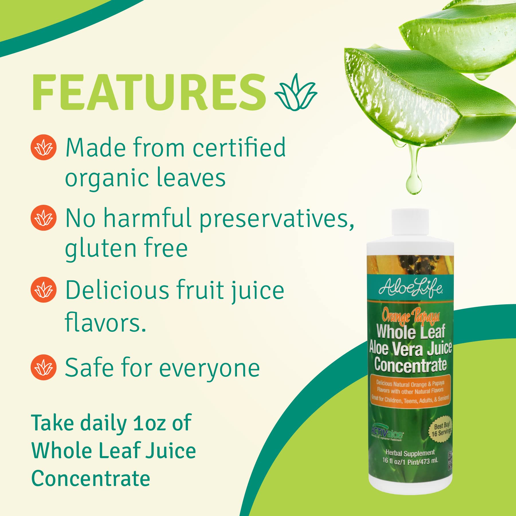 agave celsii Agave Celsi Nova Smooth