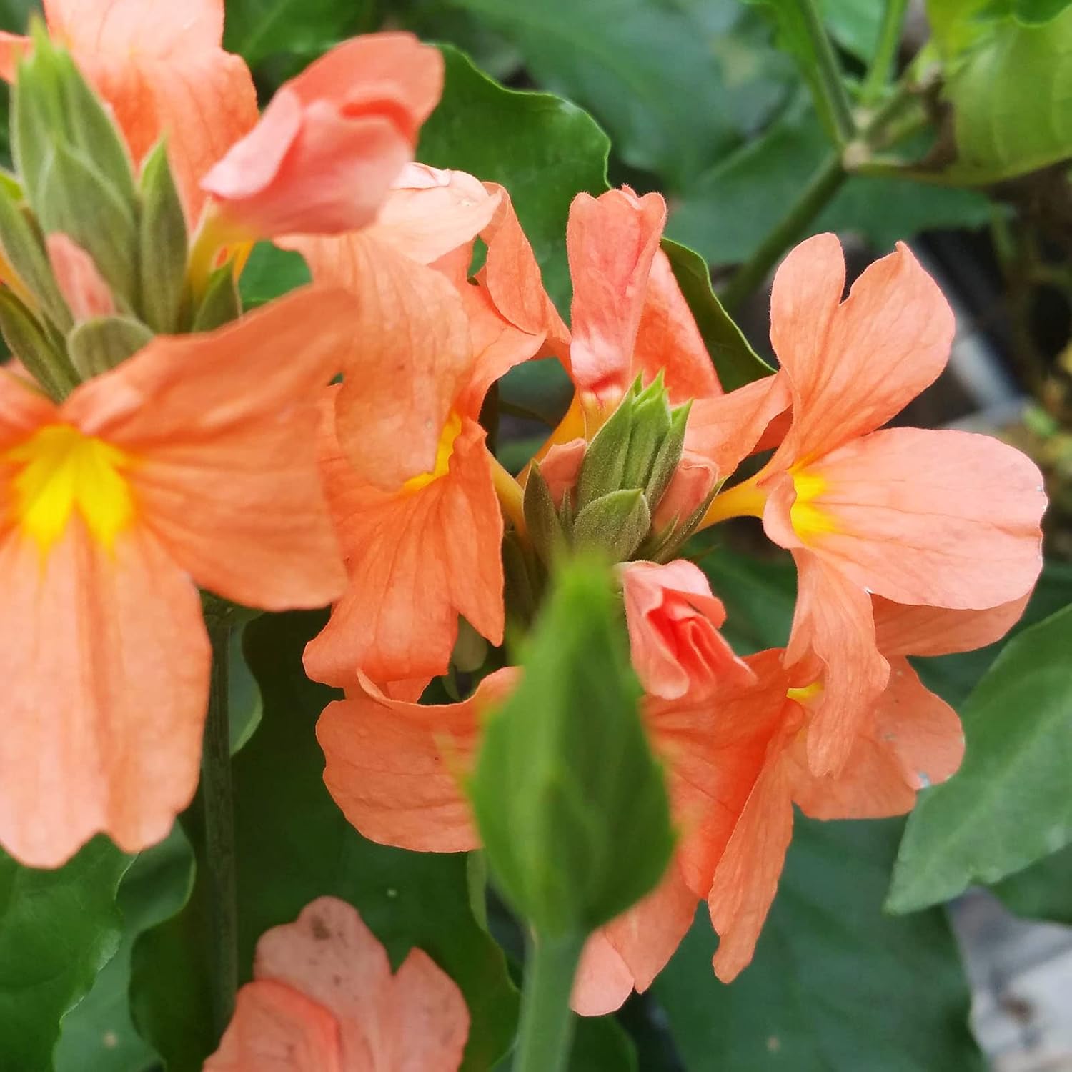 Firecracker Flower - Crossandra infundibuliformis - Live Tropical Plant - Orange Bloom - Emerald Goddess Gardens - Starter Sz 4 Inch Pot