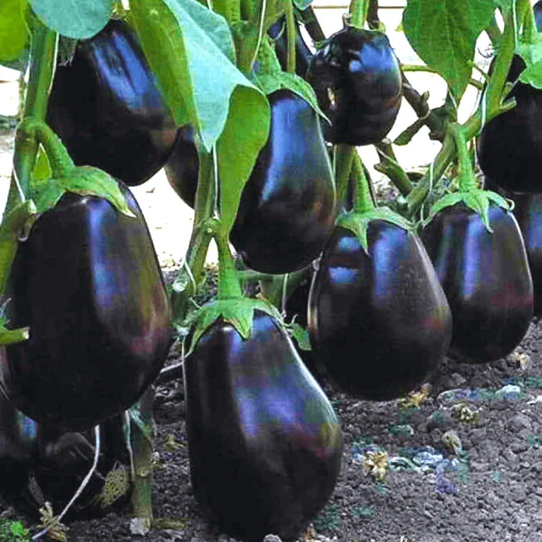 GROMAX India Brinjal Seeds (Gol Baigan) "Hybrid" | Round Brinjal Plant | Round Brinjal seeds hybrid for all season | Brinjal seeds for planting | Fresh Seeds & Non-GMO (Brinjal) (B0DCGJL1HX) Amazon Price History, Amazon Price Tracker