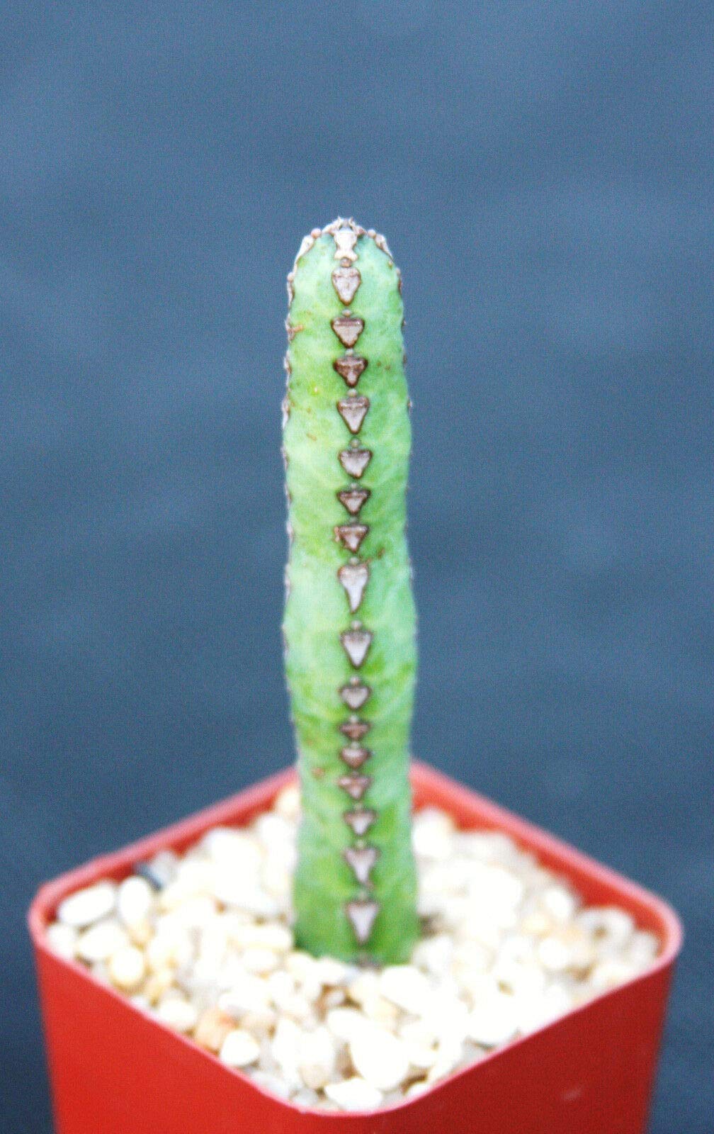 Amazon.com: Euphorbia heterochroma, African catedral Plant Bonsai Tree Rare  Cactus Exotic 2" : Grocery & Gourmet Food