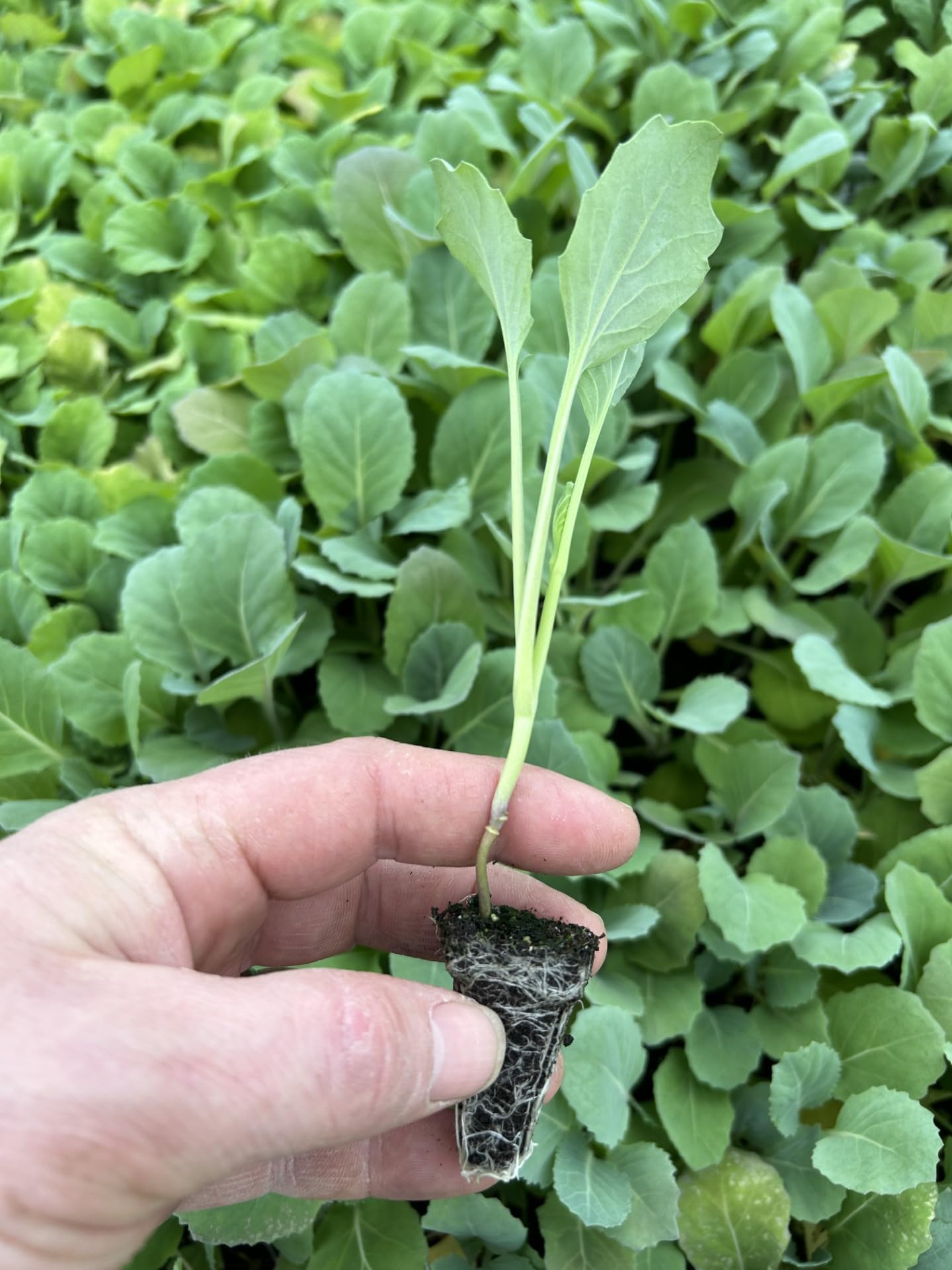 Cabbice Cabbage Plug Plants Grow Your Own Vegetables (3 Plugs)