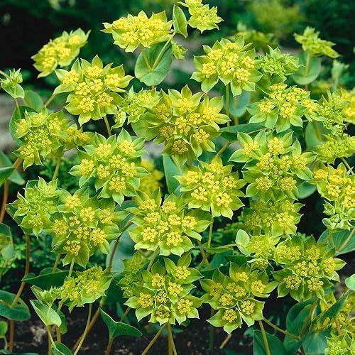 Miniatura 3 de Outsidepride Bupleurum Hare's Ear Garden Cut Flower Plant Seed - 2000 Semillas