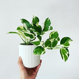 LittleJungle Pothos Njoy - Live Plant with 5.5 Inches White Decor Pot | Indoor Plants For Home | Money Plant| Live Plants Price In India