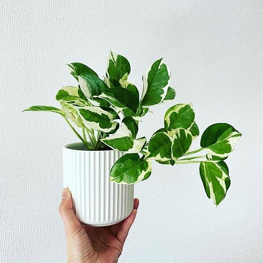 LittleJungle Pothos Njoy - Live Plant with 5.5 Inches White Decor Pot | Indoor Plants For Home | Money Plant| Live Plants ...