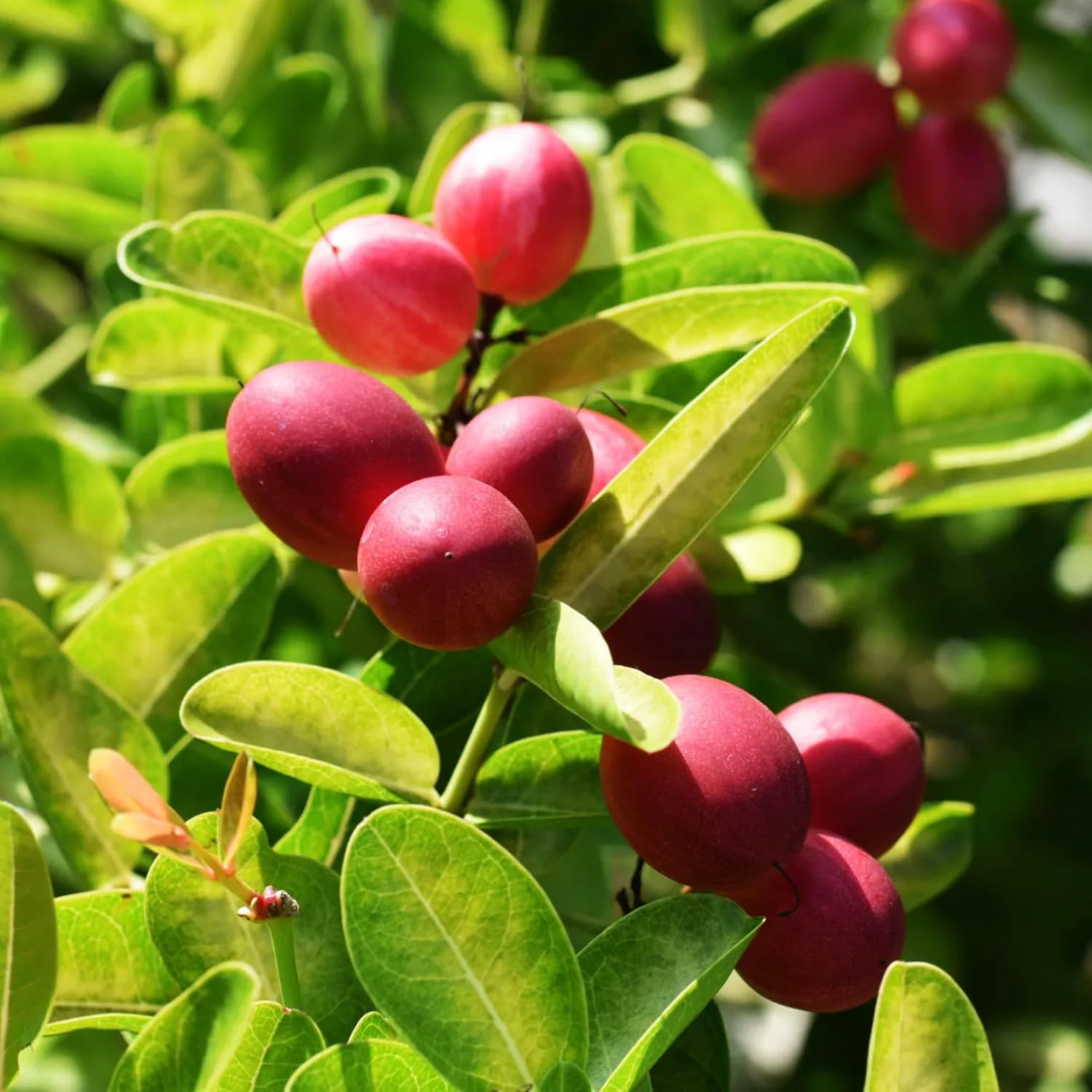 Hug A Plant | Miracle Fruit (Synsepalum dulcificum) Fruit Live Plant (Home & Garden) (B0C9HGDDL3) Amazon Price History, Amazon Price Tracker