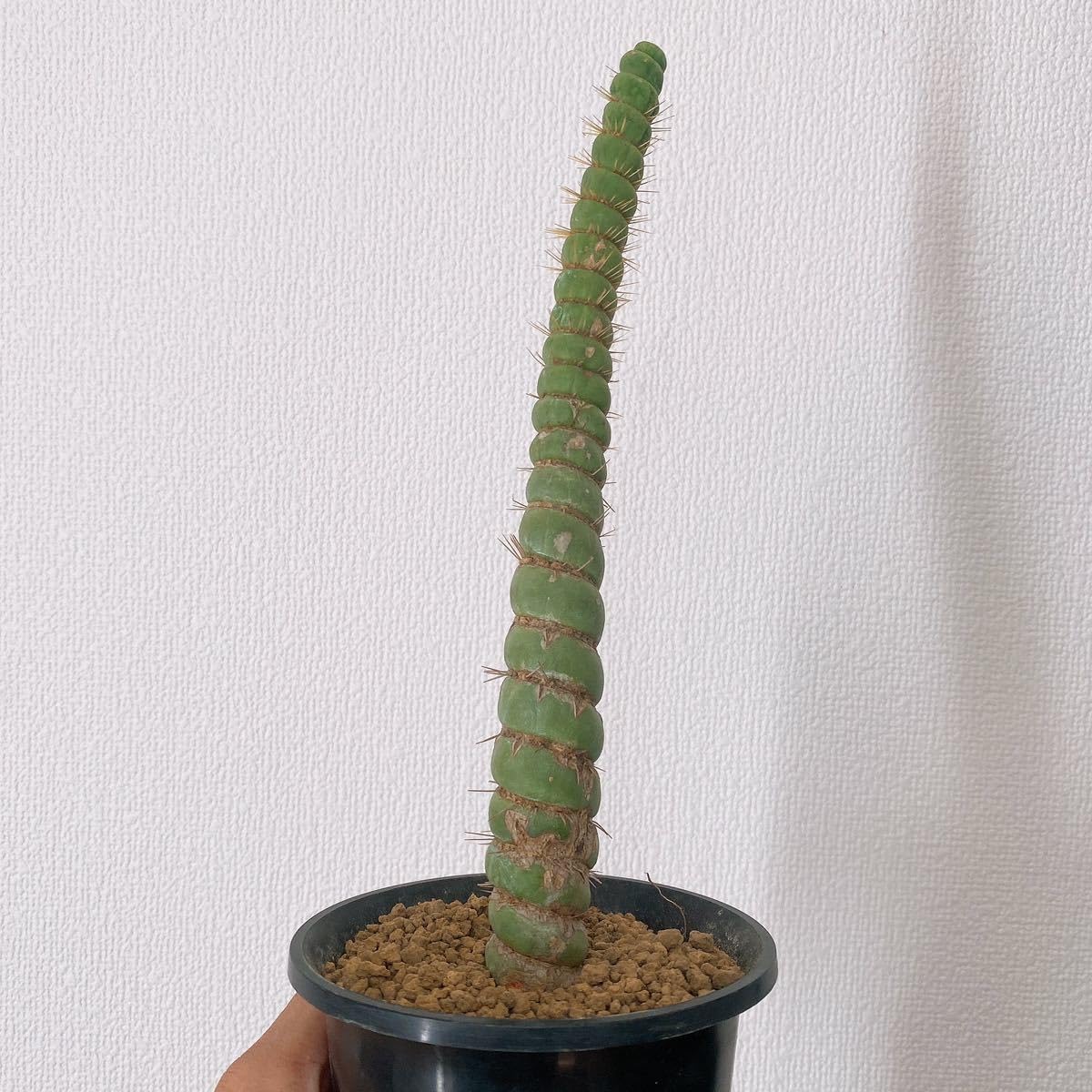 Amazon.co.jp: 高さ約 22cm！レア！多肉植物 サボテン ユーリキニア