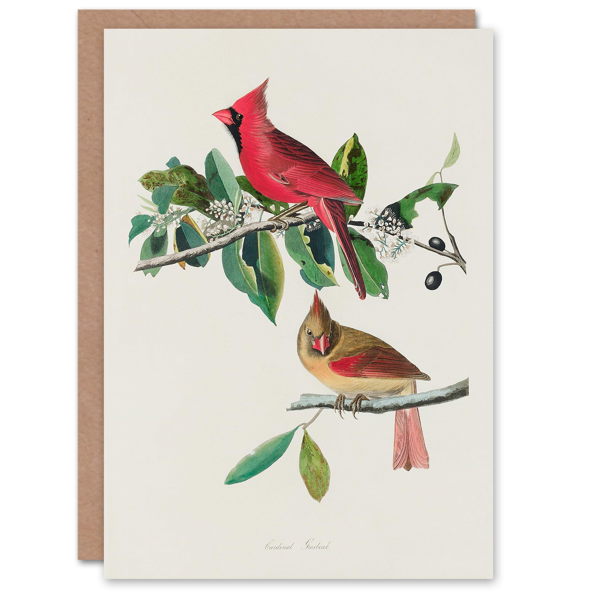 Artery8 John James Audubon Art Card Cardinal Grosbeak Bird
