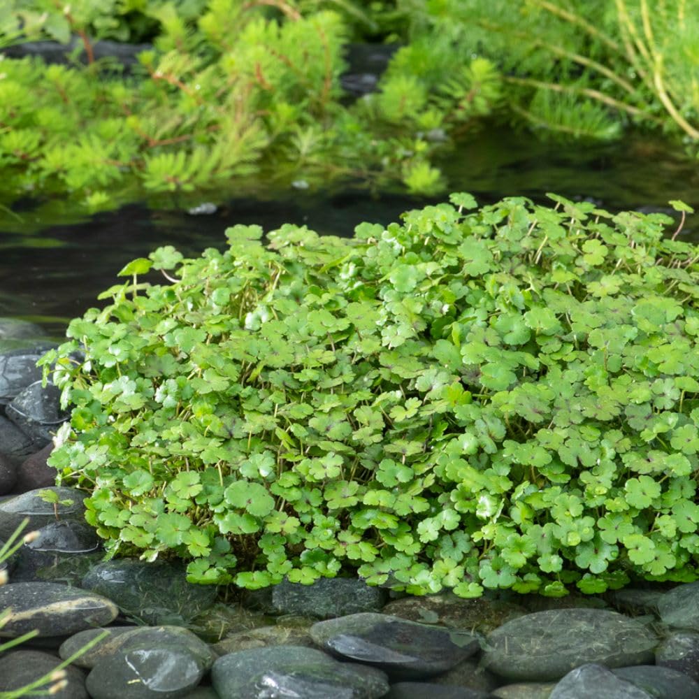 Hydrocotyle Nova Zealand Oxygenating Aquatic Plant Hardy Perennial Pond Margins Dense Carpet Green Leaves Low Maintenance Wildlife 1x Pot by Thompson and Morgan