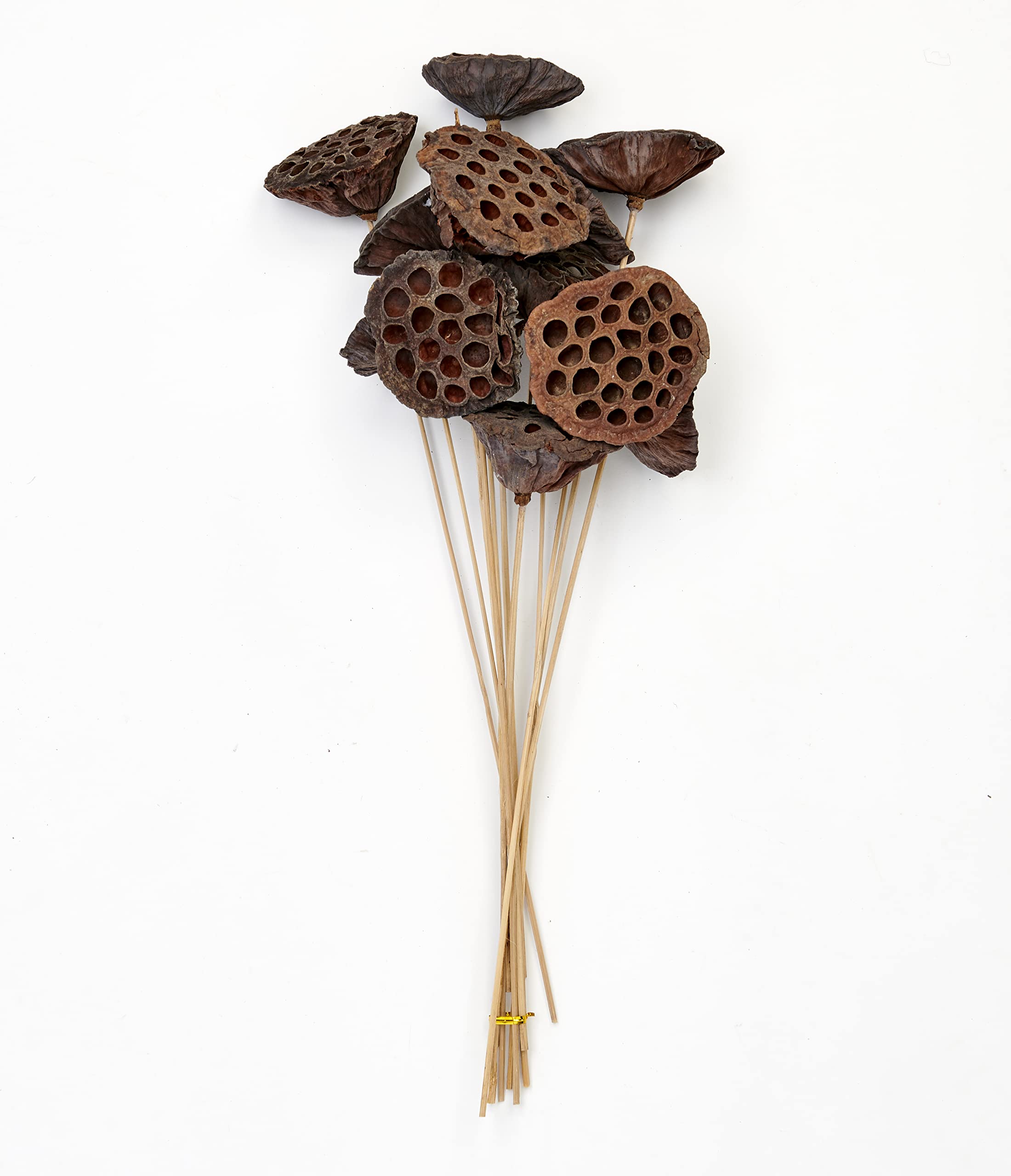 Worth Imports 3018 17" Large Natural Lotus on Stem, 12pcs