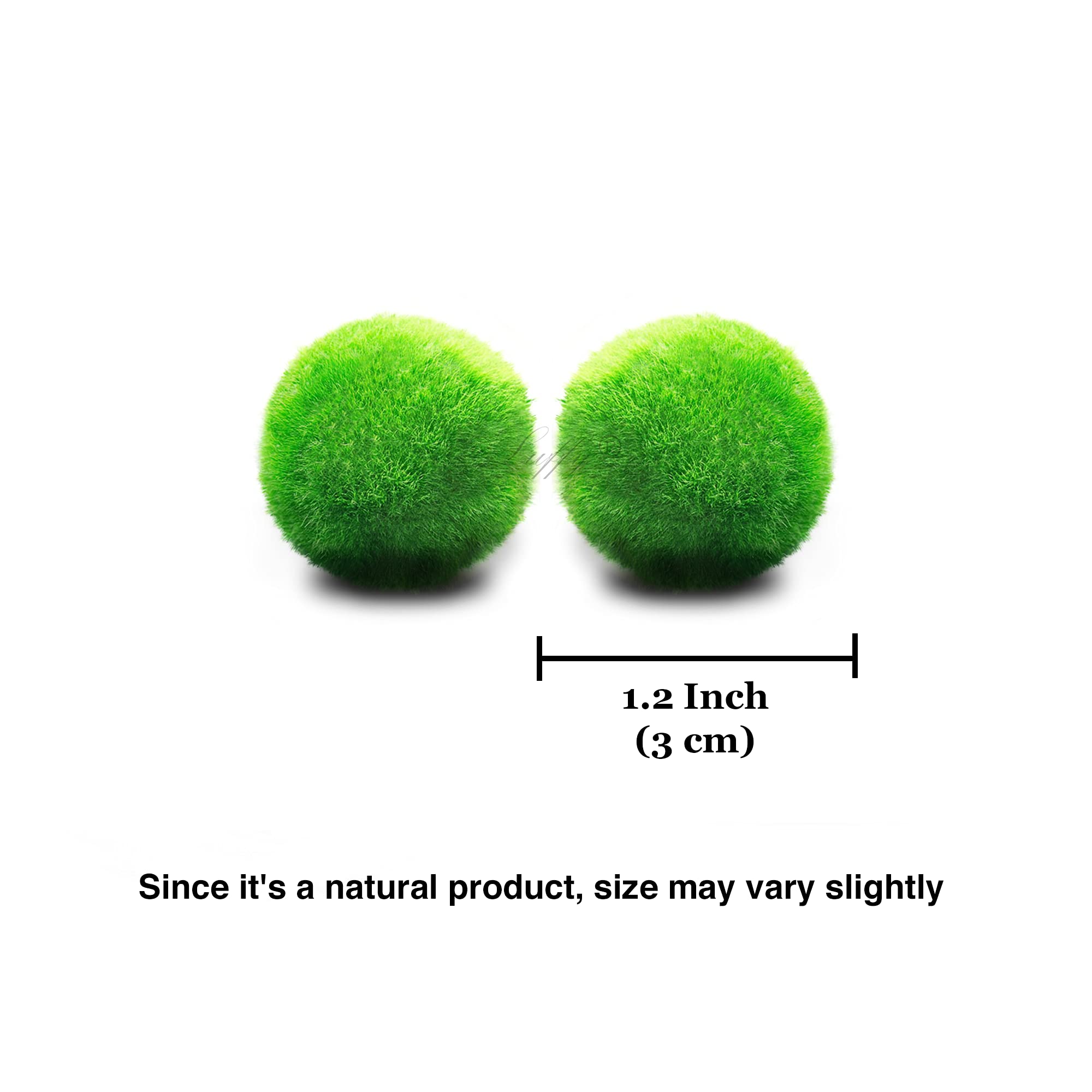 LUFFY 2 Marimo Moss Balls, Aesthetically Beautiful & Create Healthy
