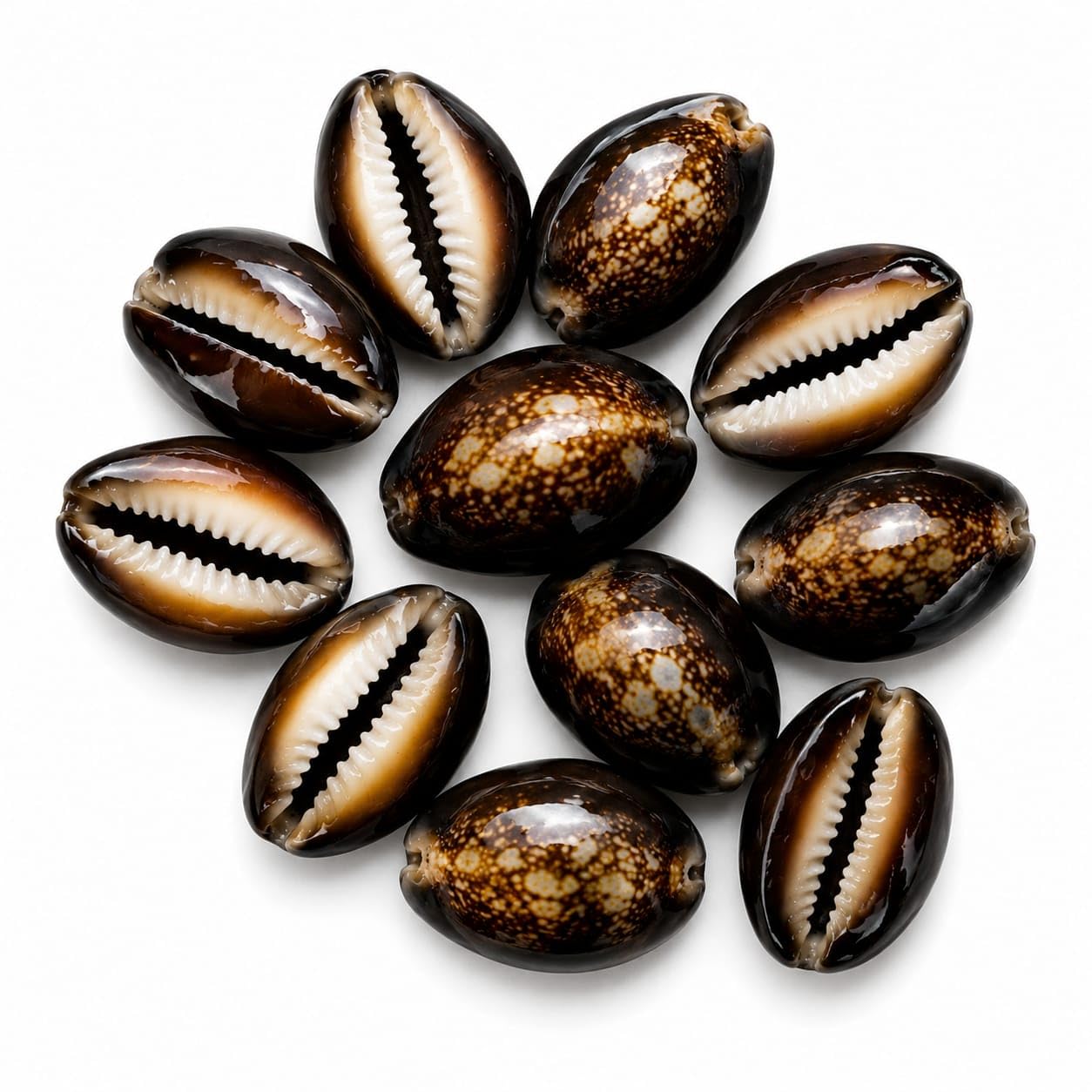 Premium Black Codi (Black Cowrie) Shells | Natural Kaudi for Vastu, Pooja, Tantra Rituals, Wealth & Prosperity Remedies, Home & Office Decor (Black, Pack of 11)-image-19