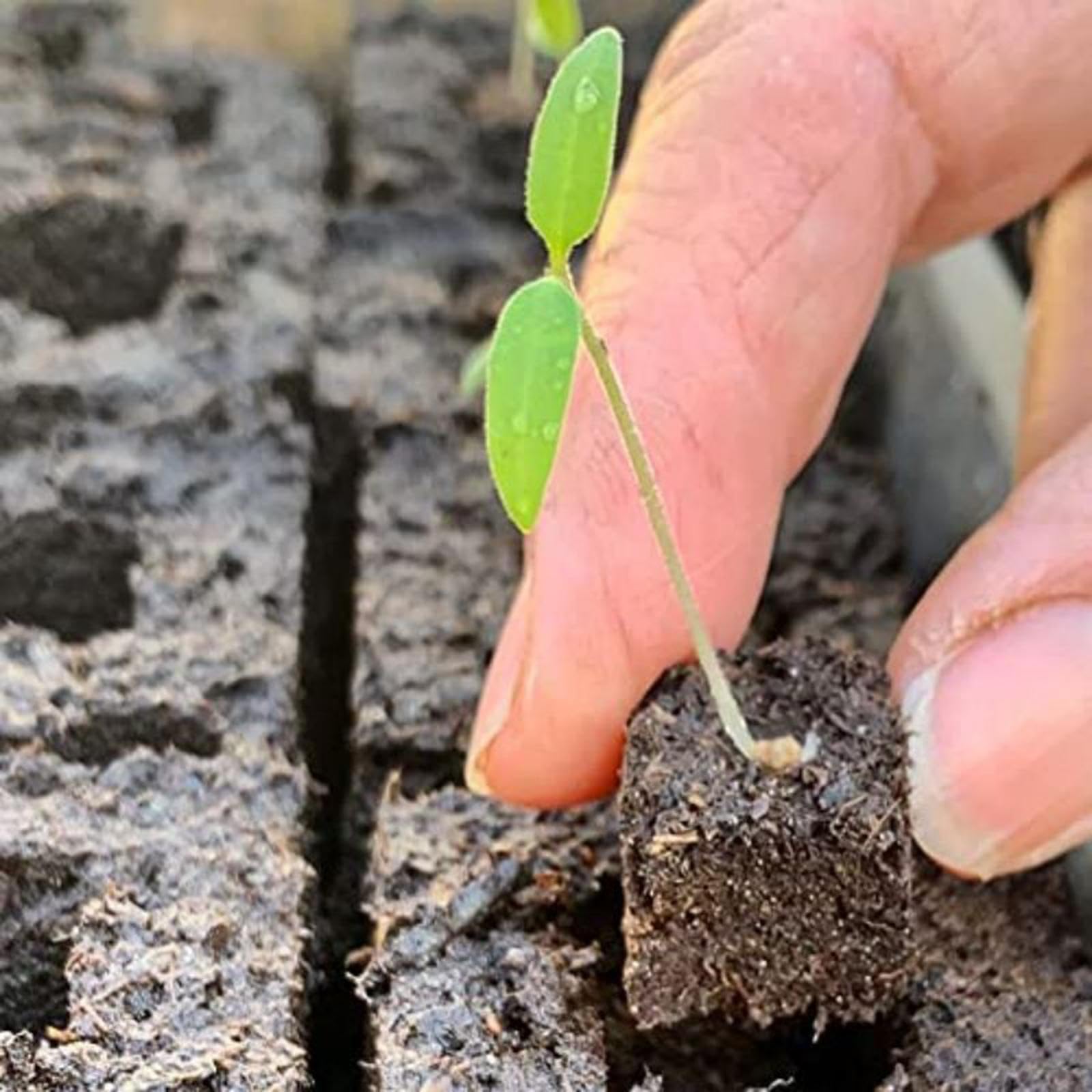Outil de Fabrication de Mottes de Terre pour La Culture Des Plantes, Outil de Création de Mottes de Terre, Plateau de Semis pour Rempotage, Terreau Po, Set C