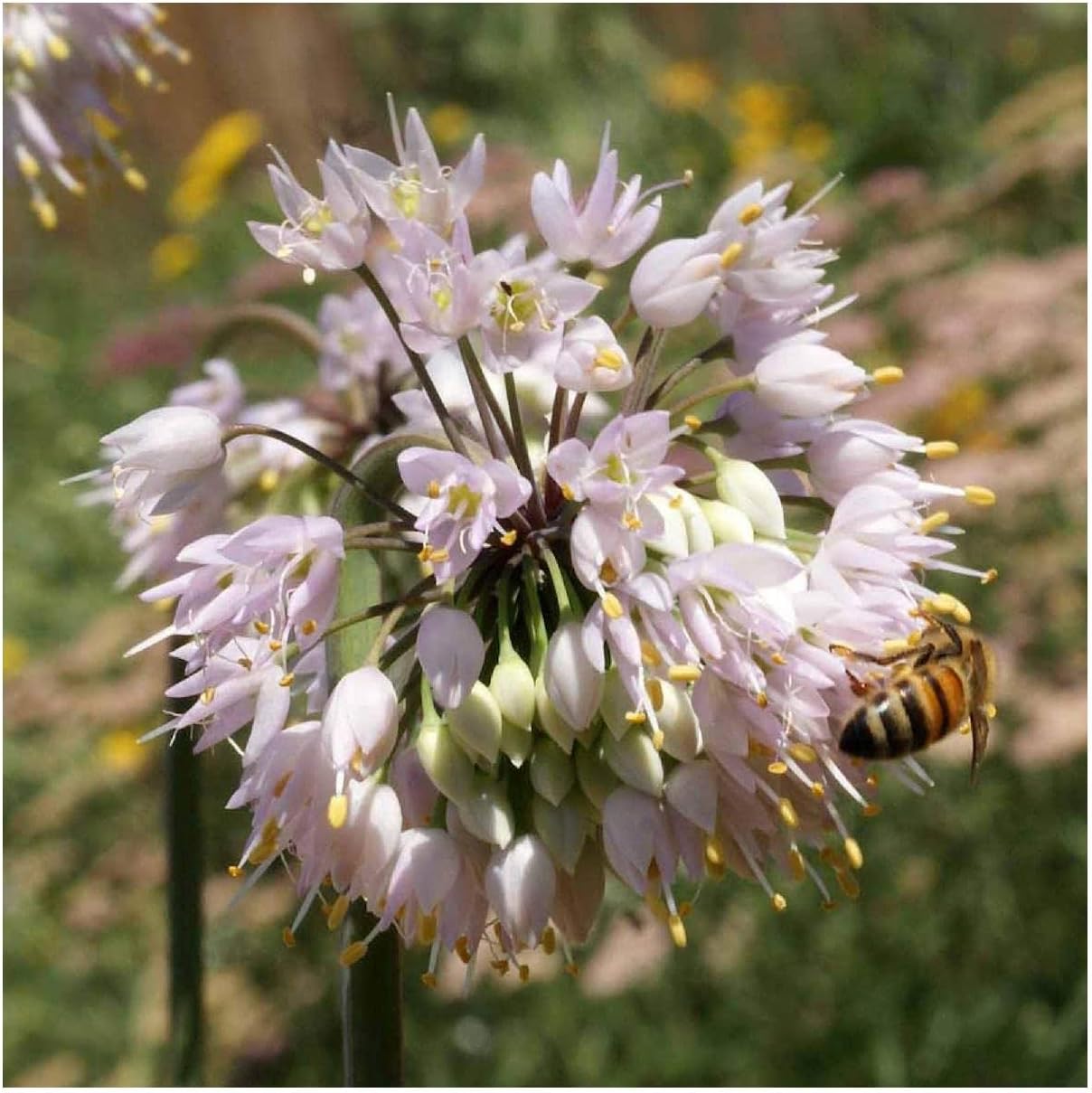 Everwilde Farms - 1 Oz Nodding Onion Native Wildflower Seeds - Gold Vault