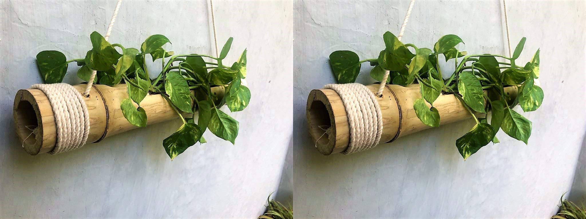 COIR GARDEN Plastic Bamboo Planter with Rope, 8-12cm, Pack of 2, Green (B07VD7DSWY) Amazon Price History, Amazon Price Tracker