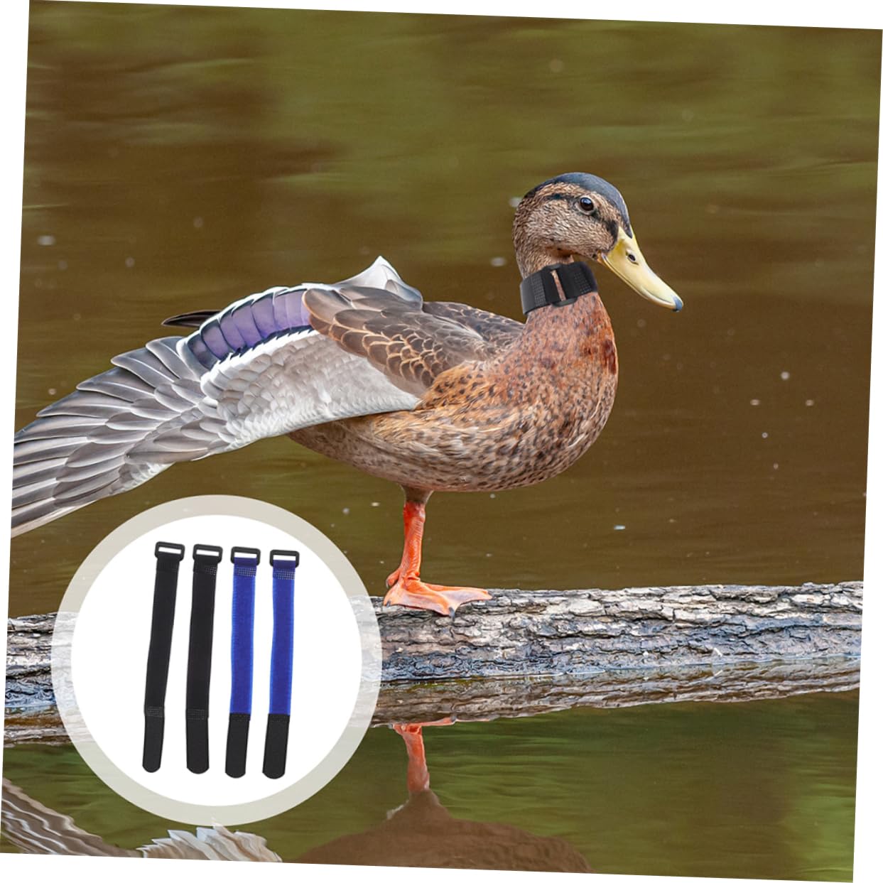 GRIRIW Pet Chicken Rooster Collars Set 8 Pcs Nylon Chicken Accessories Crowing Collars Blank Labels