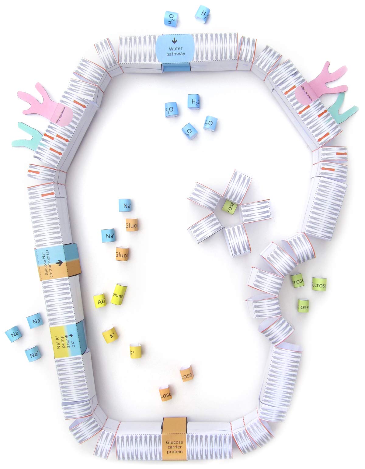 Plantillas Cell Membranas 3-D NewPath Learning para proyectos de biología escolar 7