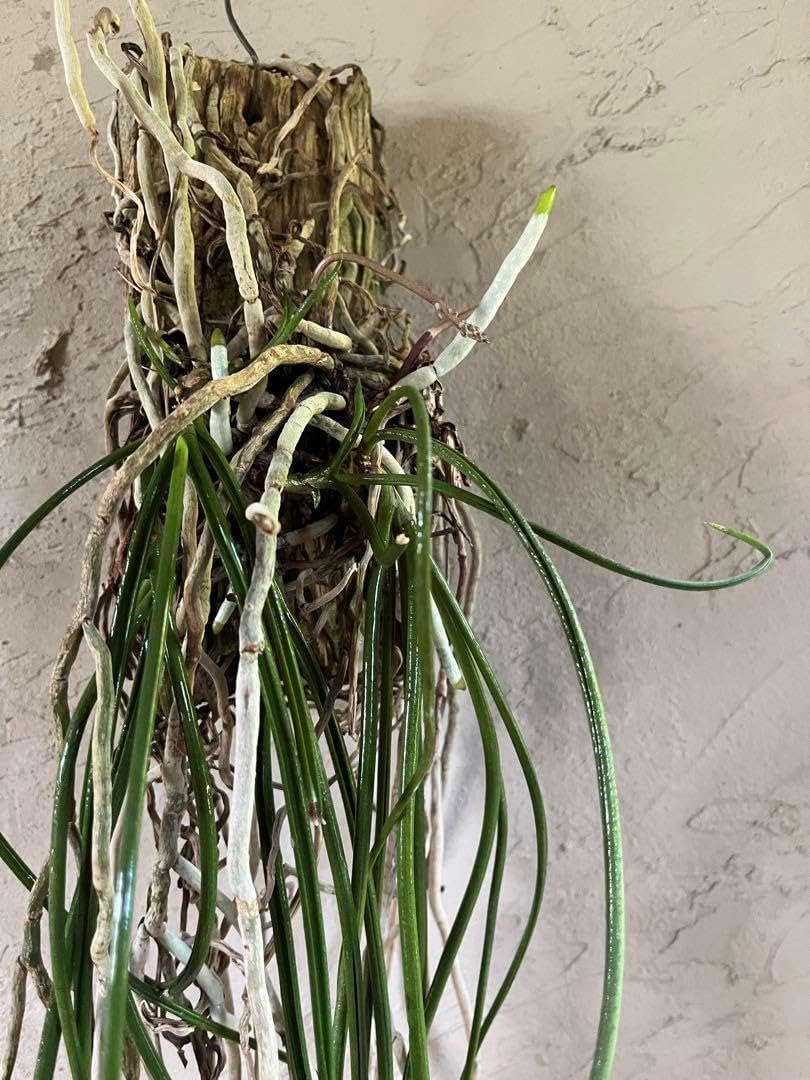 夏のSALE】着生ラン セイデンファデニア ミトラタ 板付 夏の 着生ラン