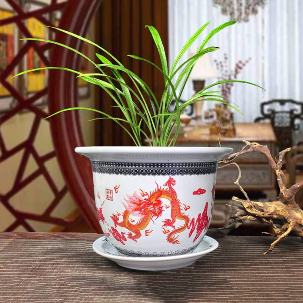 Top【選抜株】60038ゴールド　ジェード 綴化 24個　鉢無し/脱土 シノワズリ 特大植木鉢 屋外 屋内 パステル磁器のモダンでシックな