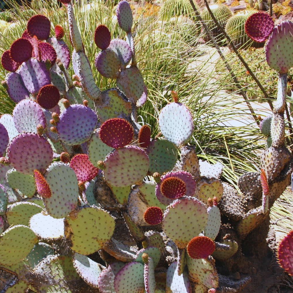 Amazon.com : Purple Prickly Pear Cactus Plant Live, 3 Inc Pot, Prickly Pear  Cactus Live Plant, 3 to 5 Inc Tall, Hardy Succulent Plants Garden : Patio,  Lawn & Garden