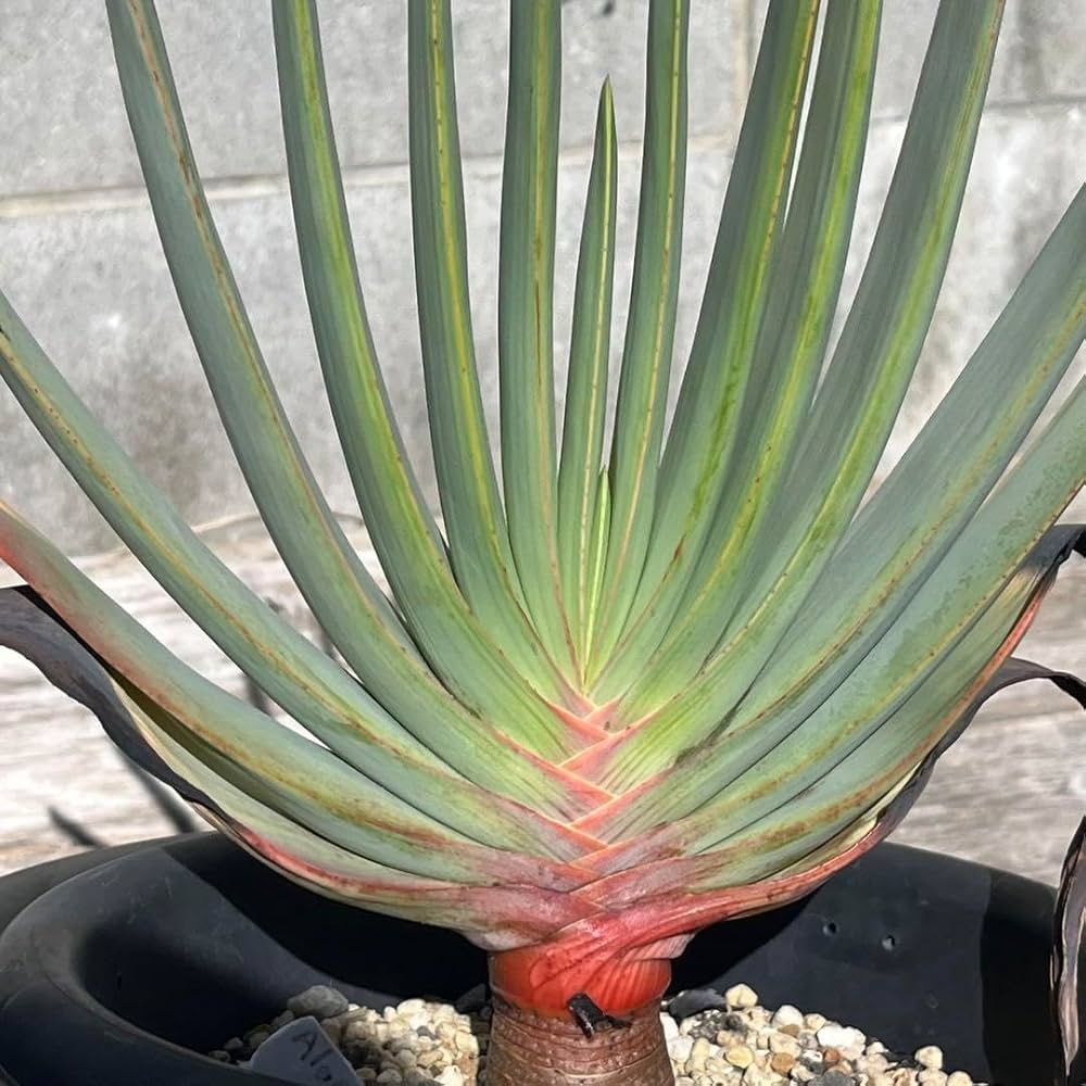 Amazon.co.jp: アロエ プリカティリス 実生 多肉植物 観葉植物