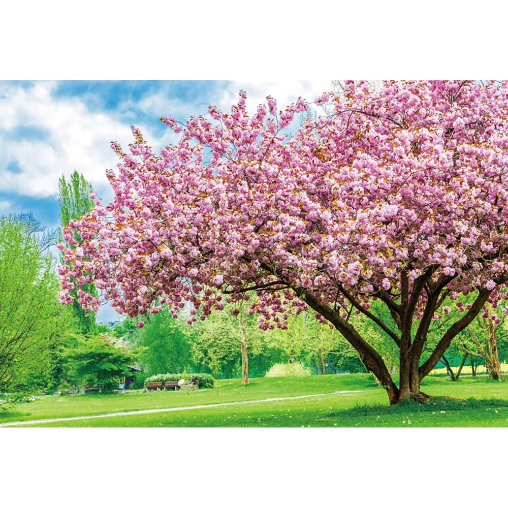 Aoihrraan 3x2m Nature Paysage Toile De Fond Printemps Cerise Fleur Arbres Pelouse Verte Gazon Ensoleillement Paysage Photographie Mariage Fête Mère Femme Dame Filles Portrait Studio Photo Vinyle