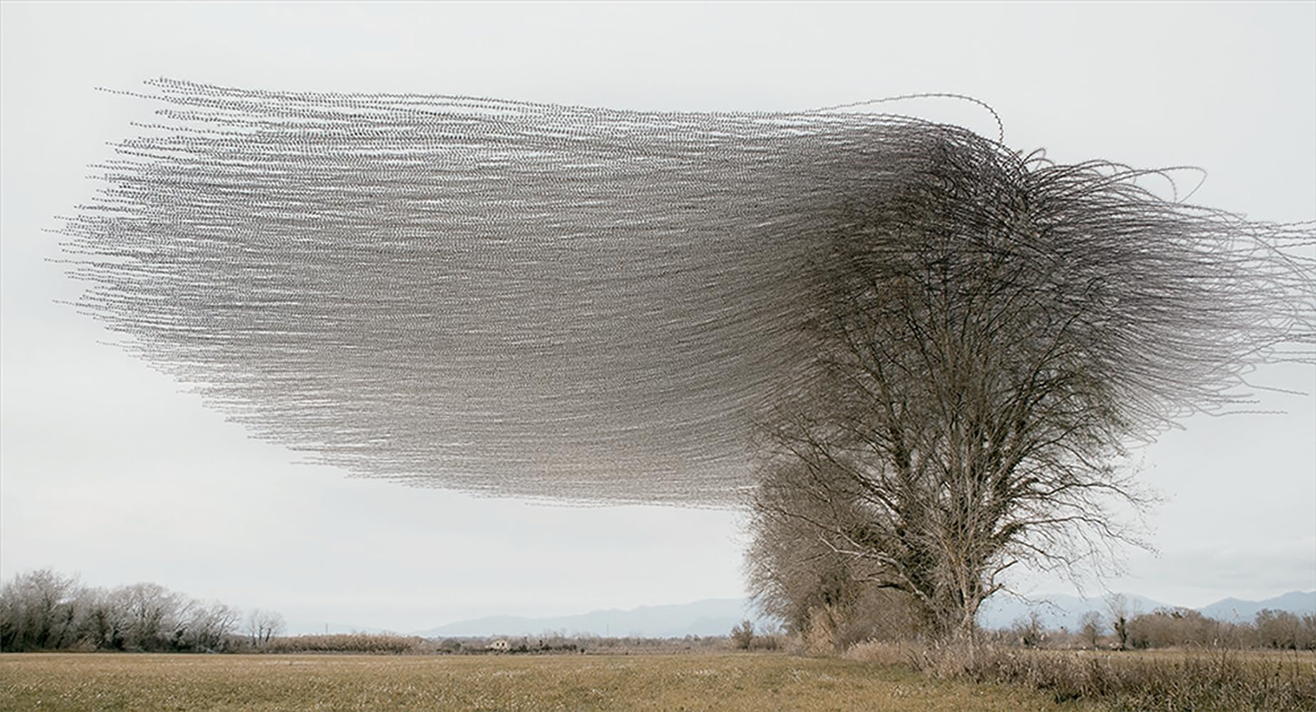Ornithographies