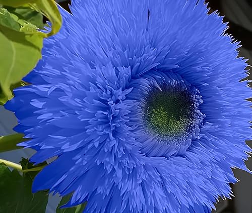 50 semillas de girasol de oso de peluche azul, impresionantes flores anuales para tu jardín sin OMG, instrucciones de plantación para un fácil