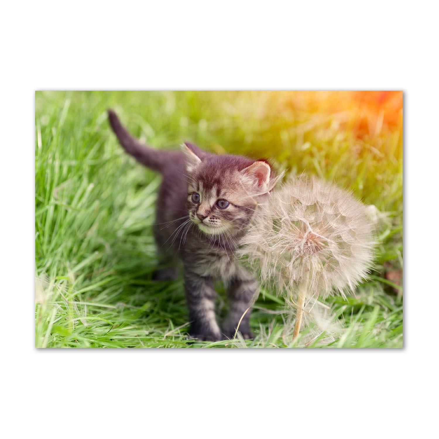 Tableau acrylique animaux chat gris Tulup pour sublimer un salon industriel moderne